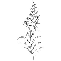 fireweed single block 001